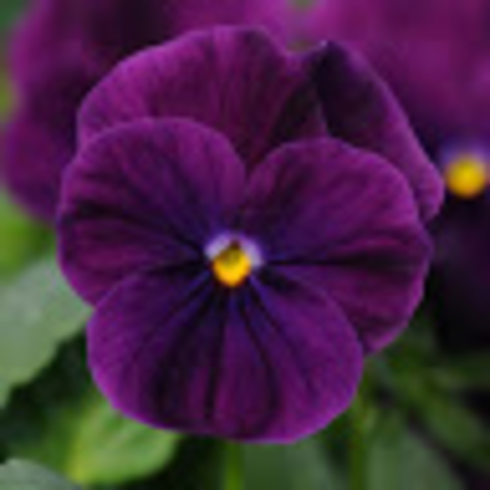 Meet your Posher, Violet &